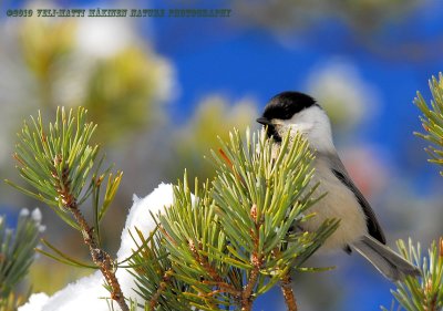 Willow Tit - Poecile montanus
