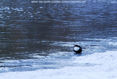 Dipper - Cinclus cinclus
