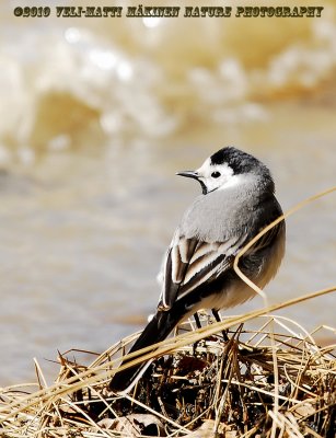   White Wagtail - Motacilla alba