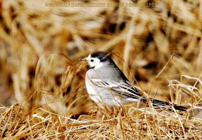 White Wagtail in grassland