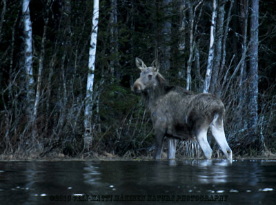 Moose