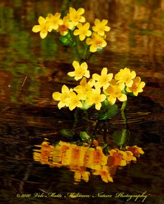 Kingcup - Caltha palustris