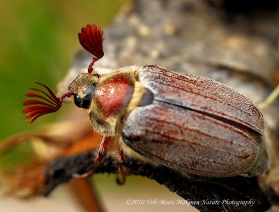 Forest Cockchafer - Melolontha hippocastani