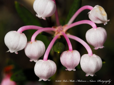 Northern bilberry's flowers 