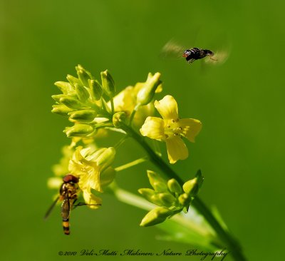 Stationary flying