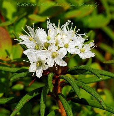 Wild Rosemary - Rhododendron tomentosum