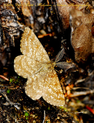 Geometer moths - Geometridae