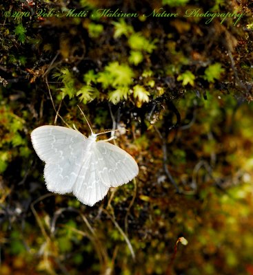 Geometer moths - Geometridae