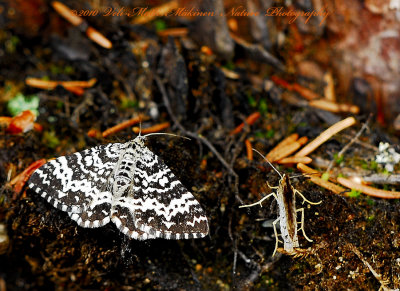 Geometer moths - Geometridae
