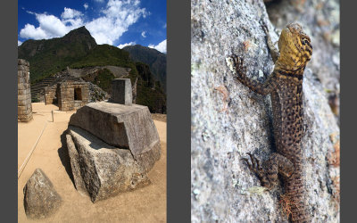 Intihuatana stone  |  Guarding lizard
