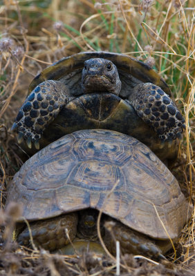 turtle goreme