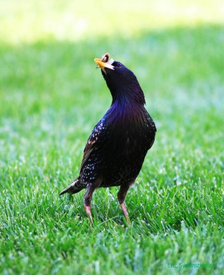 European Starling