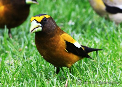 Evening Grosbeak