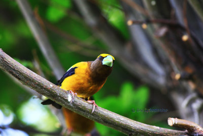 Evening Grosbeak