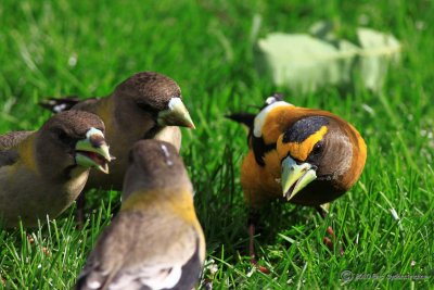 Evening Grosbeak