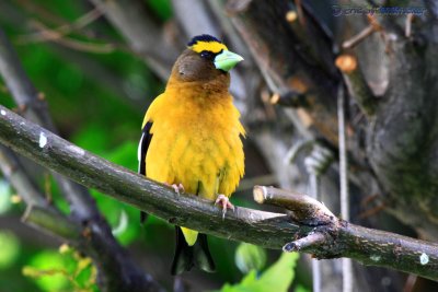 Evening Grosbeak