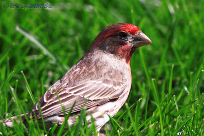 House Finch
