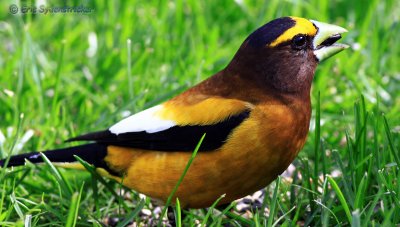Evening Grosbeak