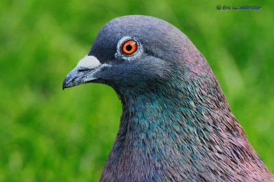 Rock Pigeon