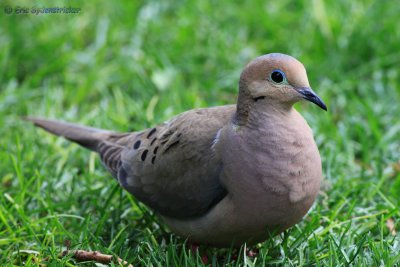 Mourning Dove