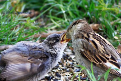 House Sparrow