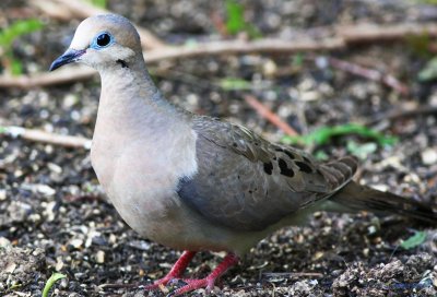 Mourning Dove