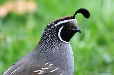 California Quail