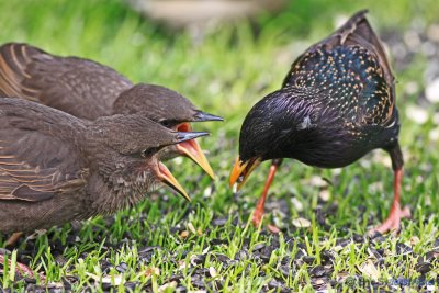 European Starling