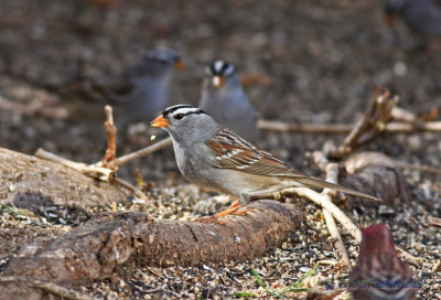 White-Crowned Sparrow