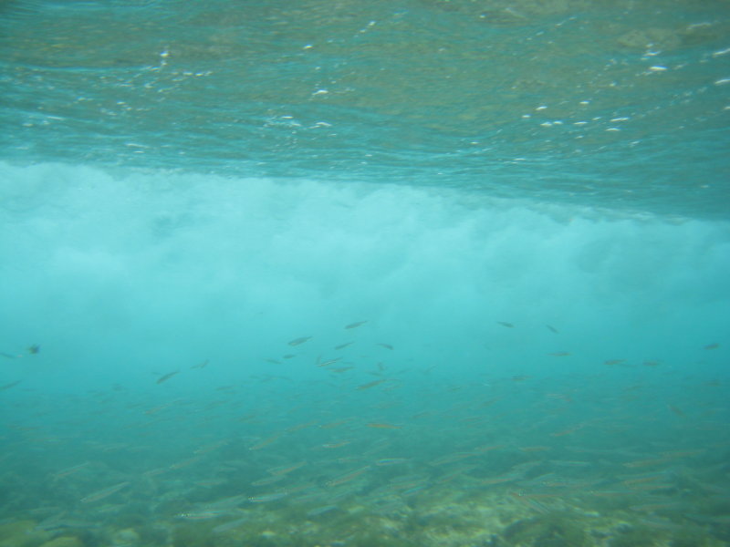 School of little fish and a passing wave