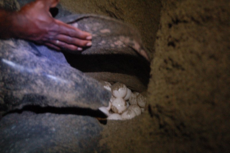 Leatherback eggs