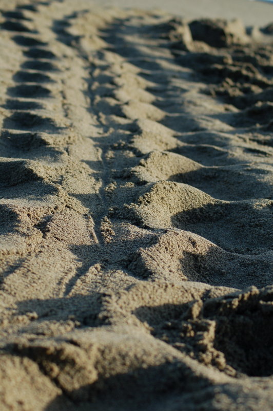 Leatherback Tracks