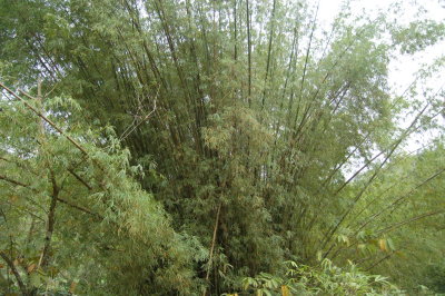 Bamboo at Argyle Waterfall - these bamboo are huge!