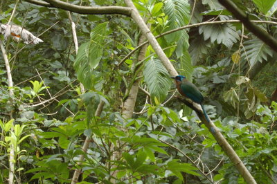 Bird - do you know what it is?  - Blue-crowned Motmot