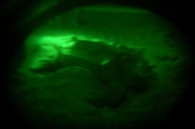 Leatherback Turtle in nightvision goggles