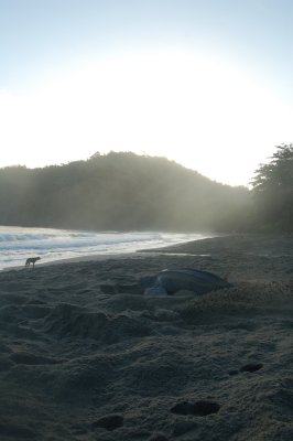 Leatherback and Sunrise