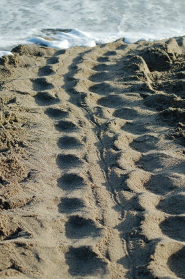 Leatherback Tracks