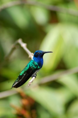 Hummingbird - same one