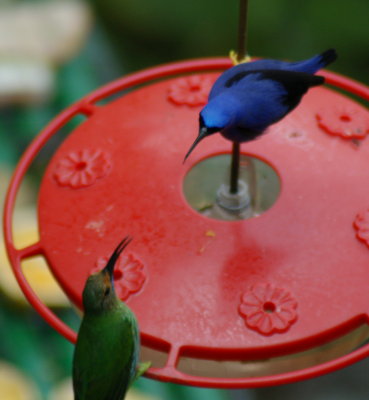 Honeycreepers - Dont Eat My Food!