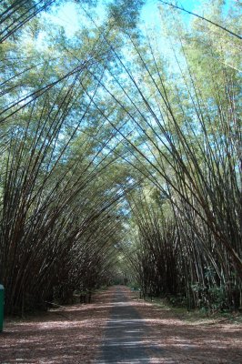Bamboo Cathedral