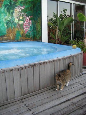 Jacuzzi Cat