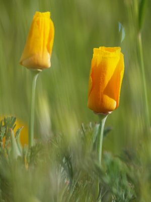 poppy1.jpg