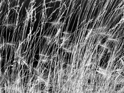 grasses.JPG
