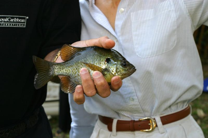 Patty & Fish3.jpg