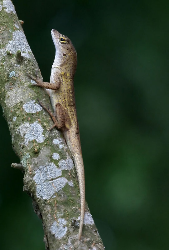 Young Brown Anole Lizard