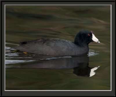 Coot