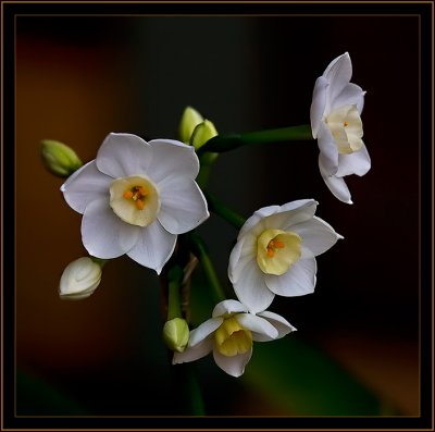 Paper White Narcissus