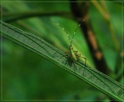 Green guy