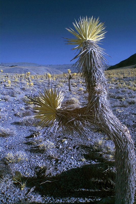 Joshua Tree forest.