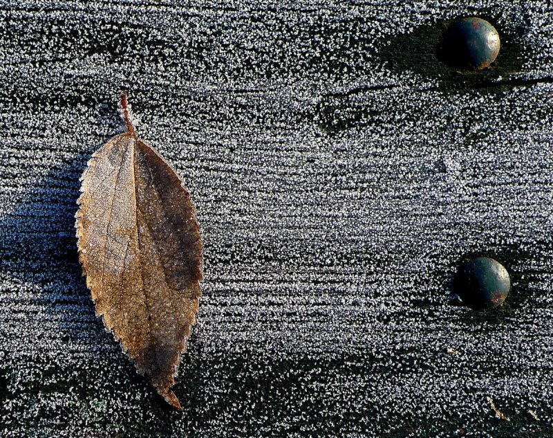 Ice Leaf